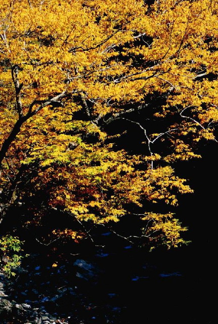 img0075.jpg