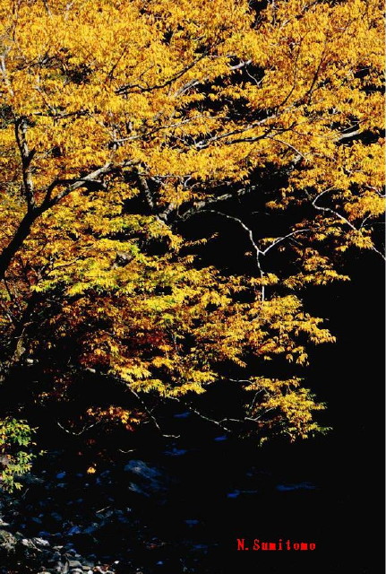 img0076.jpg