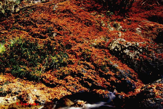 img0084.jpg