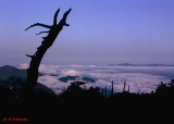 img0009.jpg